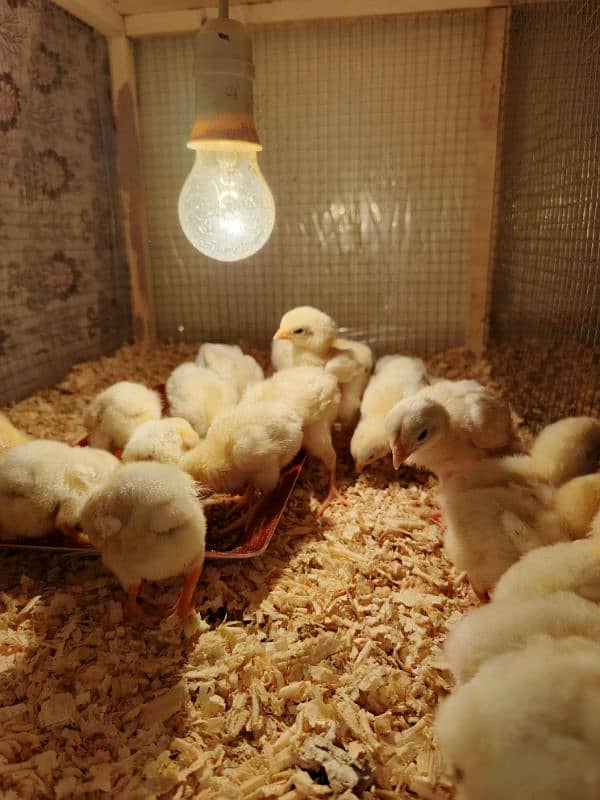 Top quality shamo chicks available Age 5 to 20 days 5