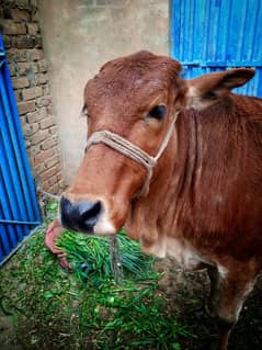 Cow (warki) for sale | Best Cow in Mianwali | Cow | Livestock| Animal