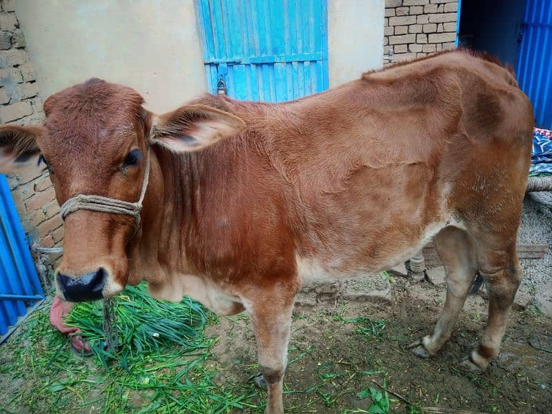 Cow (warki) for sale | Best Cow in Mianwali | Cow | Livestock| Animal 1