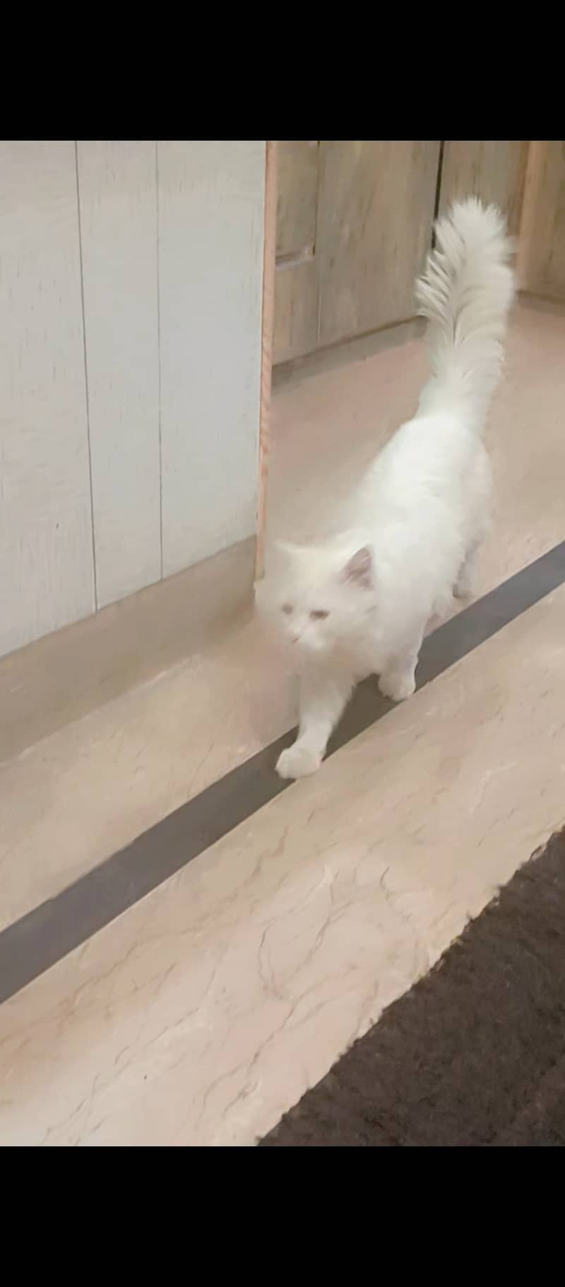 Pursian cat for sale urgent 1