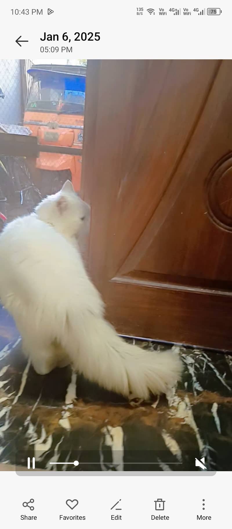 Pursian cat for sale urgent 2