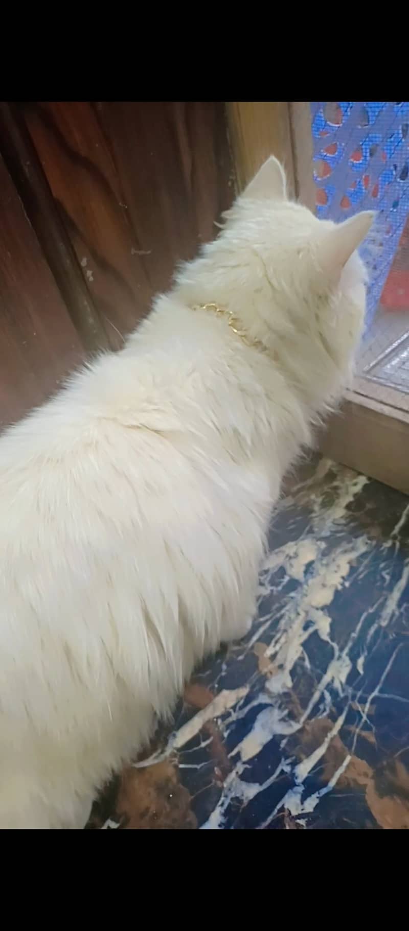 Pursian cat for sale urgent 7