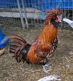 Indonesian Ayam cemani black and polish  chicks for sale