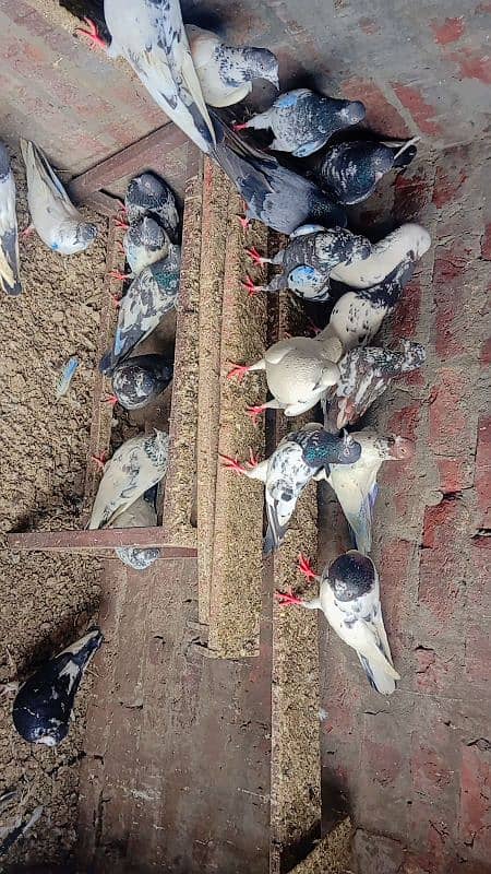 pigeon for sale 4