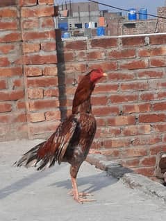 Heera Aseel /Aseel / pure aseel /high quality/ Assel Hens Foe Sale