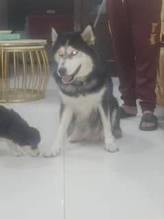 Husky breeder female for sale