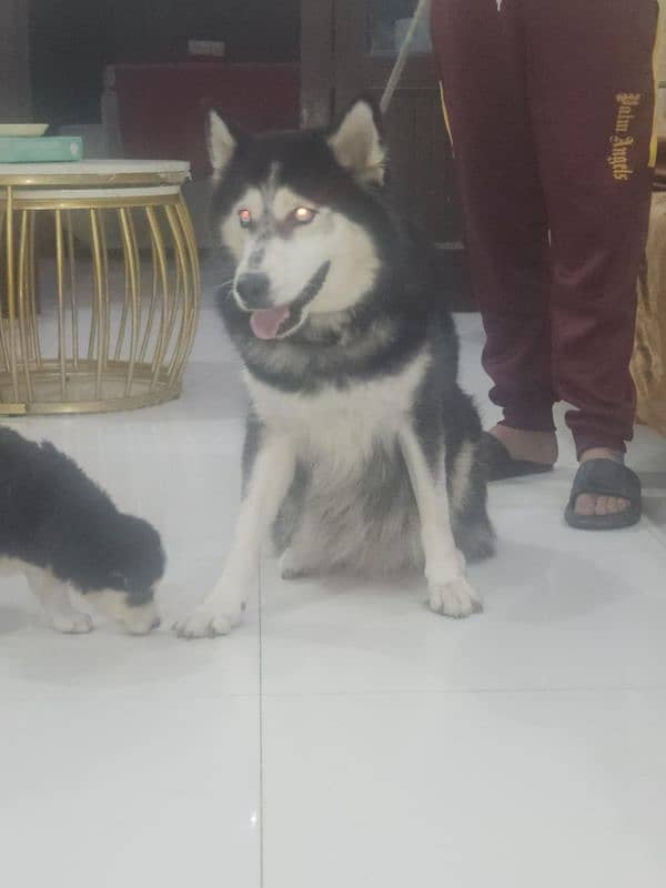 Husky breeder female for sale 0