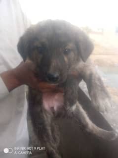 bakrwal female for sale