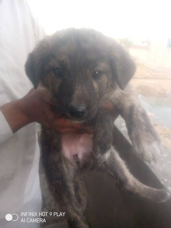 bakrwal female for sale 0