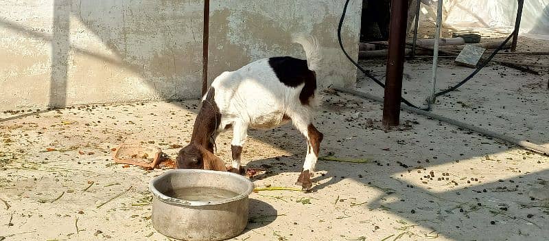 Masha Allah 2 female Pat hai 3 month ke hai khane pani ma okay 8