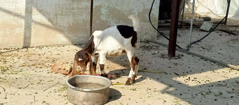 Masha Allah 2 female Pat hai 3 month ke hai khane pani ma okay 9