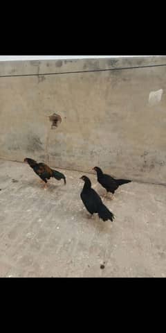 Black Mushki Pair of 3 hens