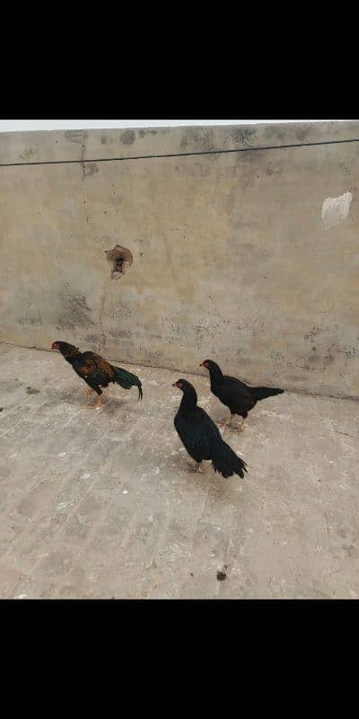 Black Mushki Pair of 3 hens 0