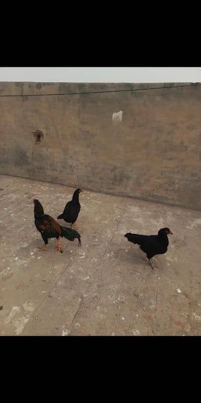 Black Mushki Pair of 3 hens 1