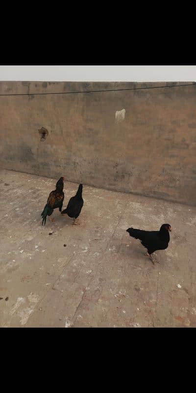 Black Mushki Pair of 3 hens 2