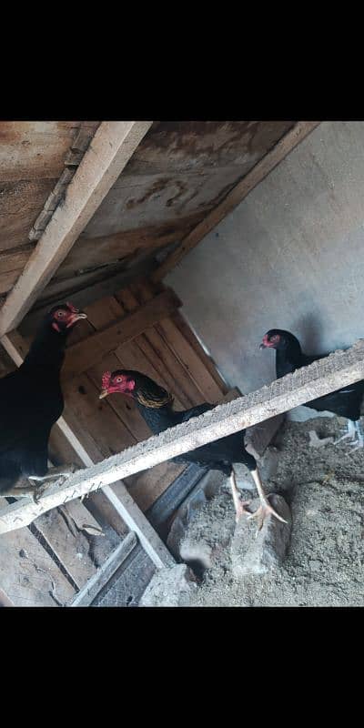 Black Mushki Pair of 3 hens 3