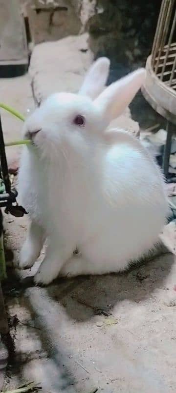 rabbits for sale 1