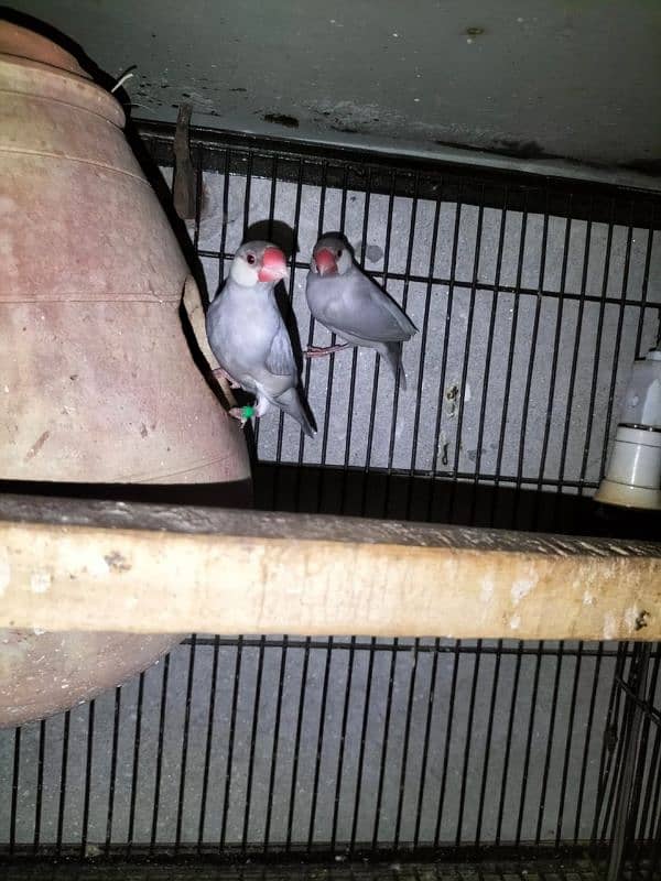 3 Bareeder pair silver java 1pic gray 2