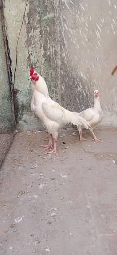 Heera Aseel breeder pair for sale