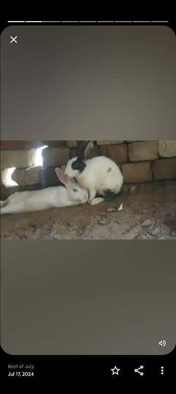 Rabbits for sale male's exchange possible 0