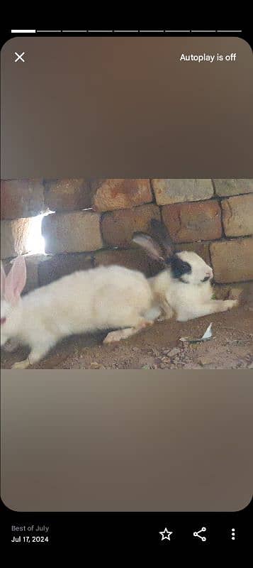 Rabbits for sale male's exchange possible 2