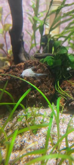 Short body albino Corydora