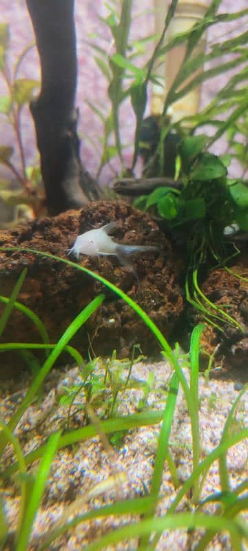 Short body albino Corydora 0