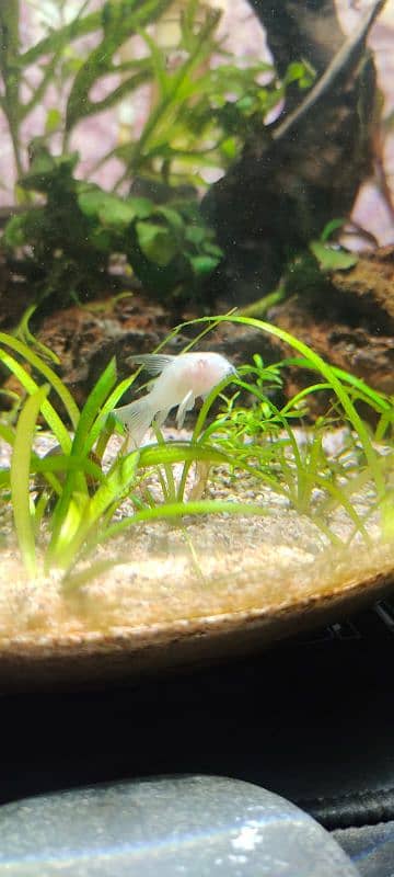 Short body albino Corydora 1