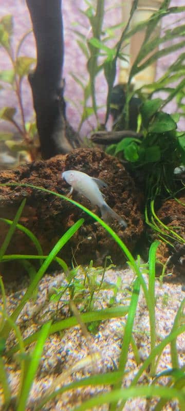 Short body albino Corydora 2