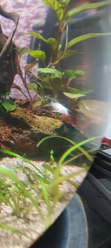 Short body albino Corydora 3