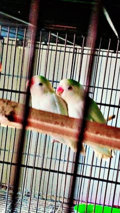 Albino black eyes breeder pair 2nd black eye male red eye female pair