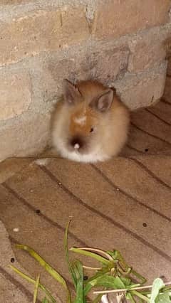 angora rabbit