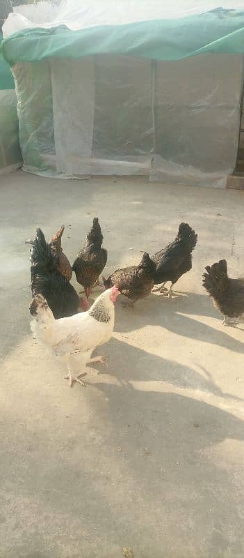 10x Australorp (4) and Misiri Hens(6) 0