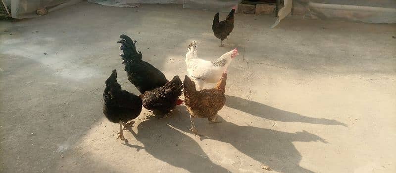 10x Australorp (4) and Misiri Hens(6) 1