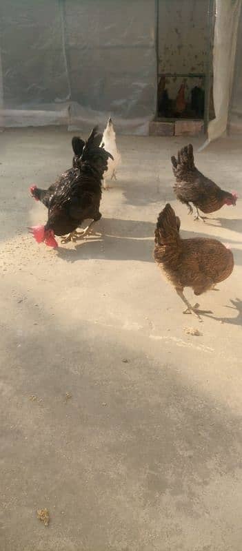 10x Australorp (4) and Misiri Hens(6) 2