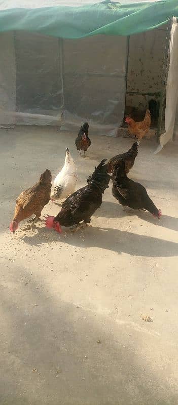 10x Australorp (4) and Misiri Hens(6) 3