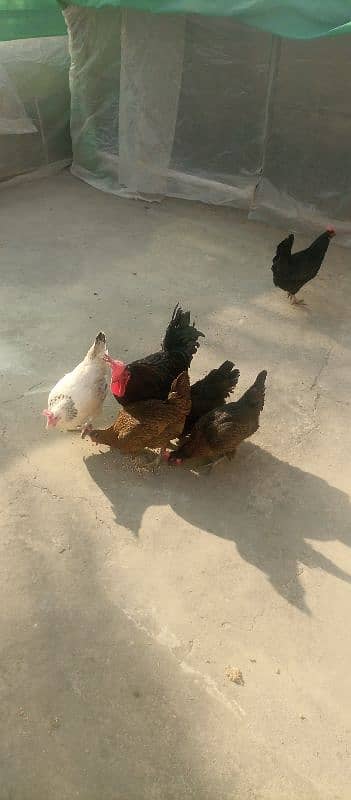 10x Australorp (4) and Misiri Hens(6) 4