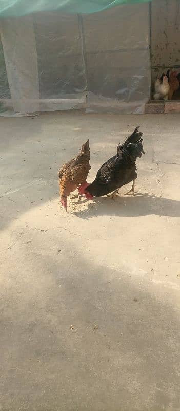 10x Australorp (4) and Misiri Hens(6) 5