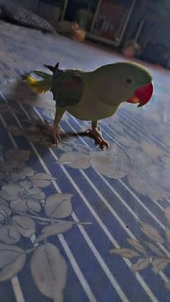 Pahari Parrot FeMale For Sell