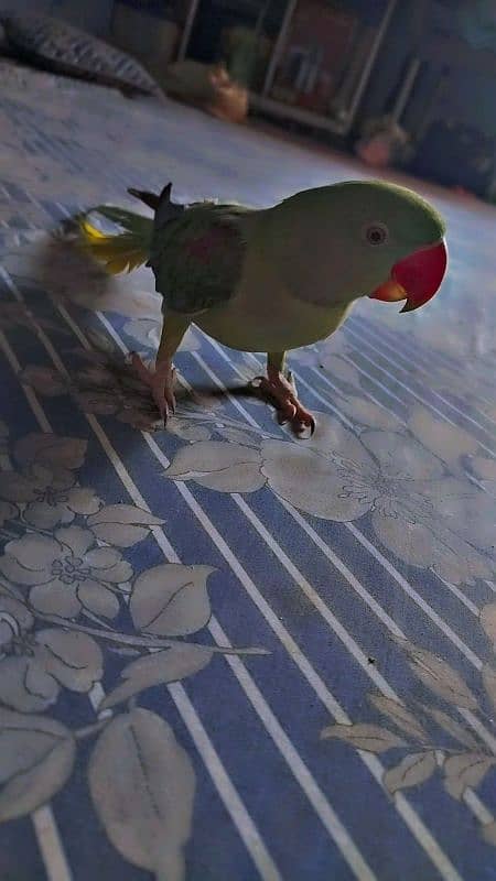 Pahari Parrot FeMale For Sell 0