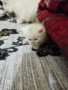 persian kittens for sale