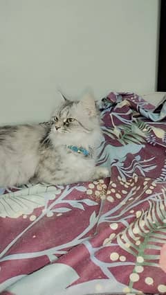 Persian female cat 3year