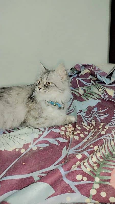 Persian female cat 3year 0