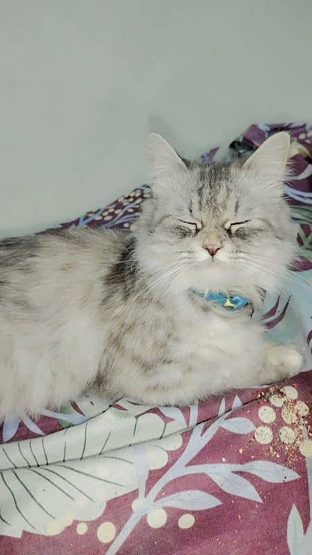 Persian female cat 3year 1