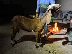 pregnant bakri 4 month ki