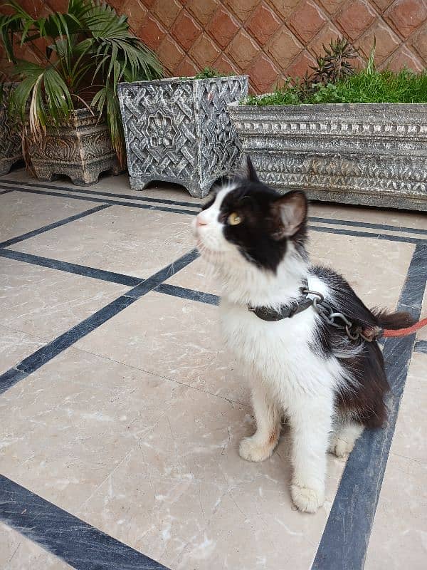 The Pair of White Black and Brown Cats 2