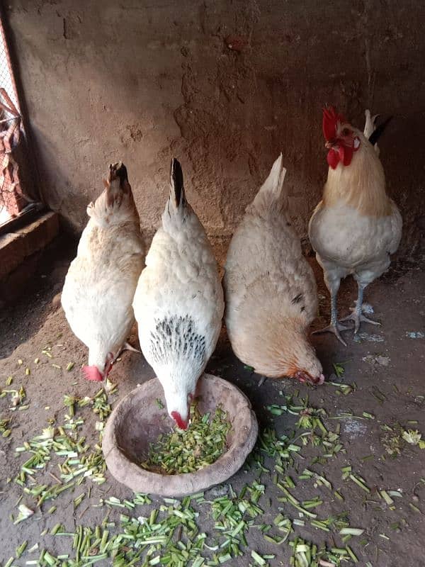 4hens=1500 =6000 7