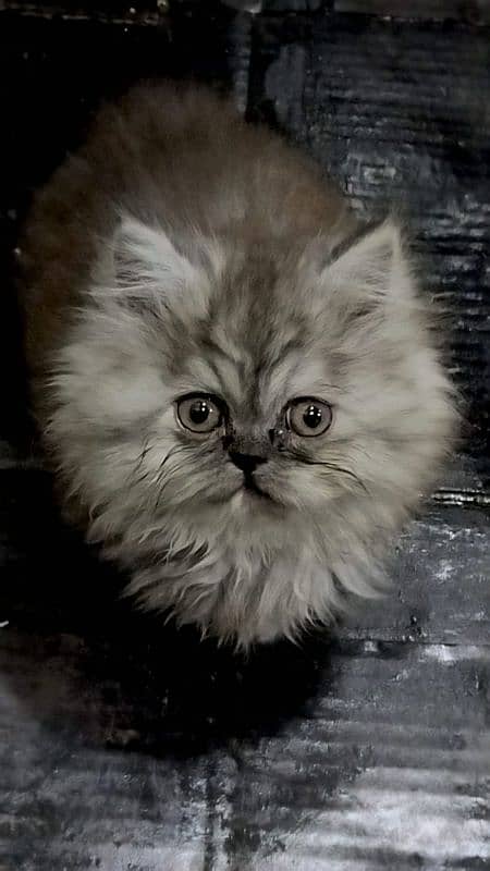 grey colour female cat father piki face mother doll face 1