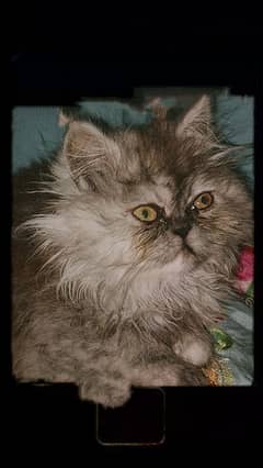 grey colour female cat father piki face mother doll face