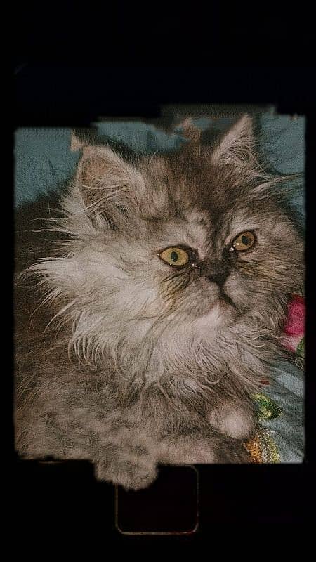 grey colour female cat father piki face mother doll face 0